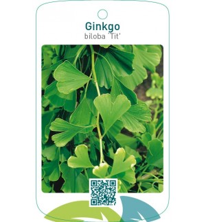 Ginkgo biloba ‘Tit’