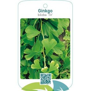 Ginkgo biloba ‘Tit’