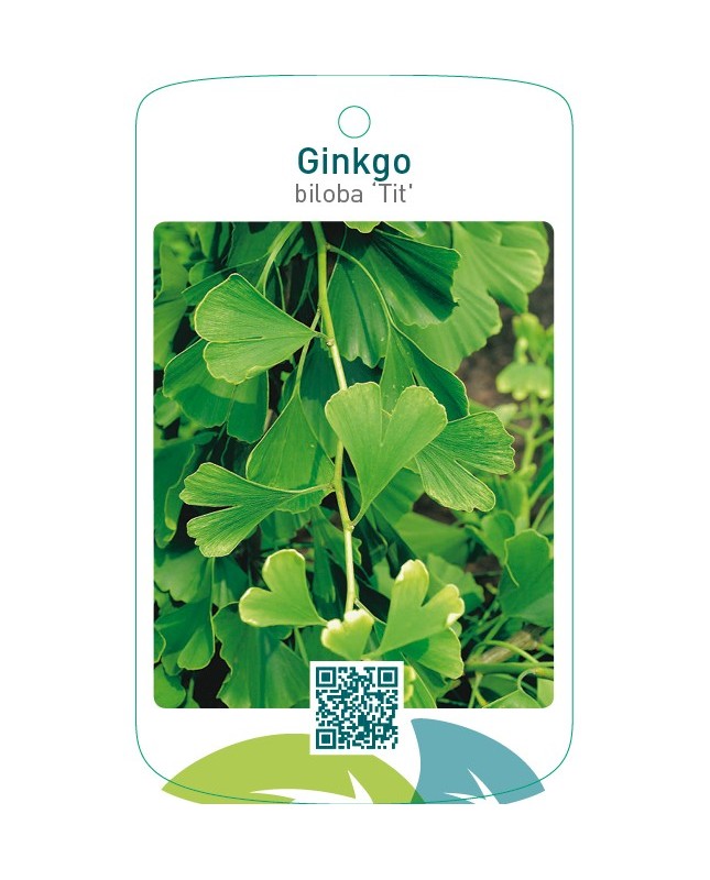 Ginkgo biloba ‘Tit’