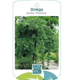 Ginkgo biloba ‘Pendula’