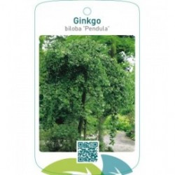 Ginkgo biloba ‘Pendula’