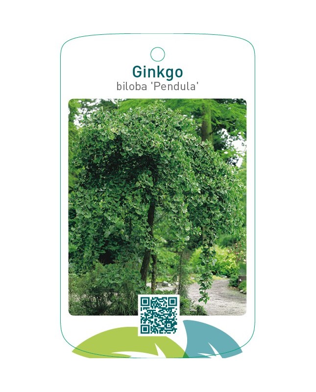Ginkgo biloba ‘Pendula’