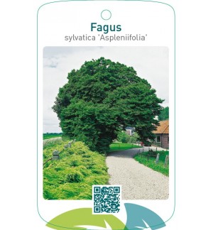 Fagus sylvatica ‘Aspleniifolia’