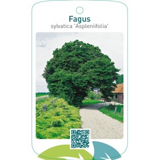 Fagus sylvatica ‘Aspleniifolia’