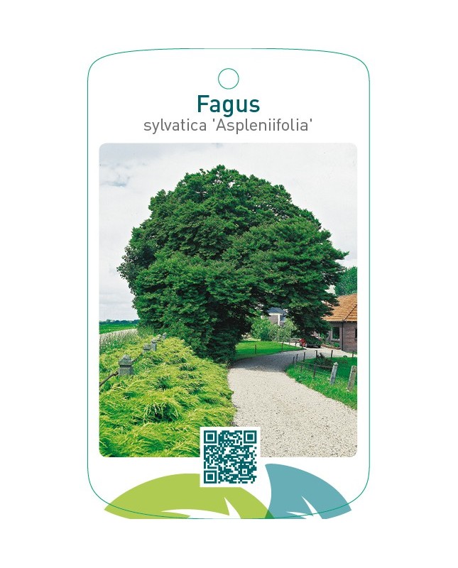 Fagus sylvatica ‘Aspleniifolia’
