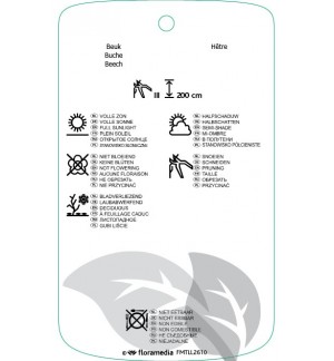 Etichette di Fagus sylvatica ‘Aspleniifolia’ *