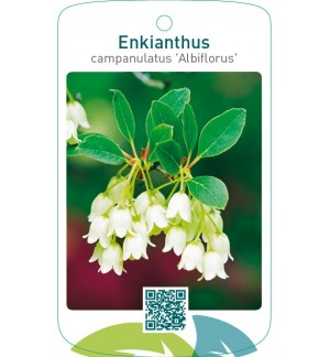 Enkianthus campanulatus ‘Albiflorus’