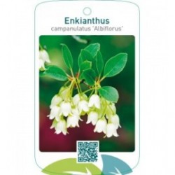 Enkianthus campanulatus ‘Albiflorus’