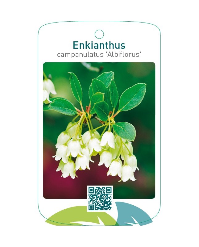 Enkianthus campanulatus ‘Albiflorus’