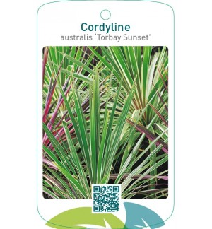 Cordyline australis ‘Torbay Sunset’