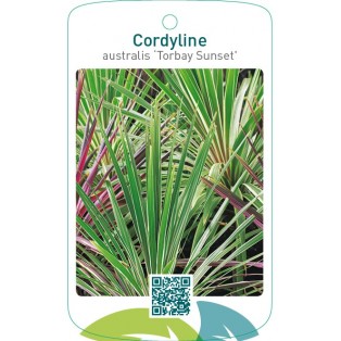 Cordyline australis ‘Torbay Sunset’