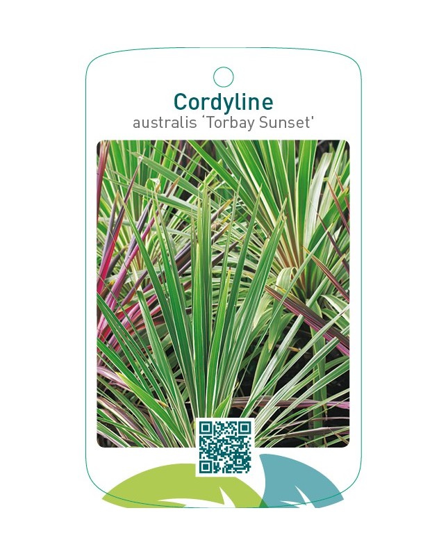 Cordyline australis ‘Torbay Sunset’