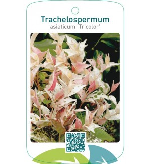 Trachelospermum asiaticum ‘Tricolor’