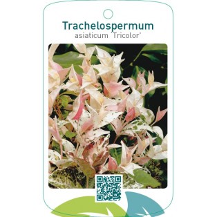 Trachelospermum asiaticum ‘Tricolor’