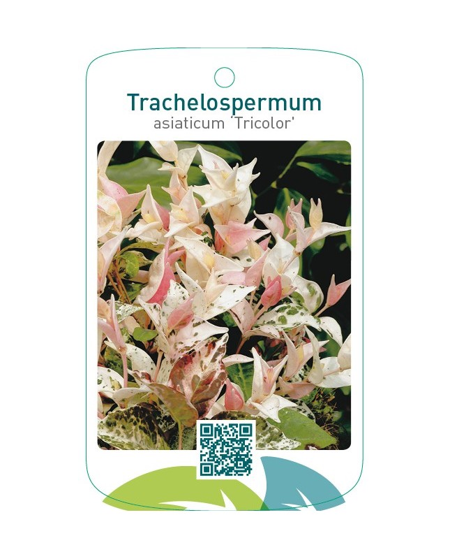 Trachelospermum asiaticum ‘Tricolor’