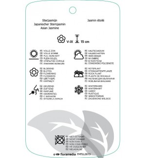Etichette di Trachelospermum asiaticum ‘Tricolor’ *