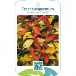 Trachelospermum asiaticum ‘Torafu’