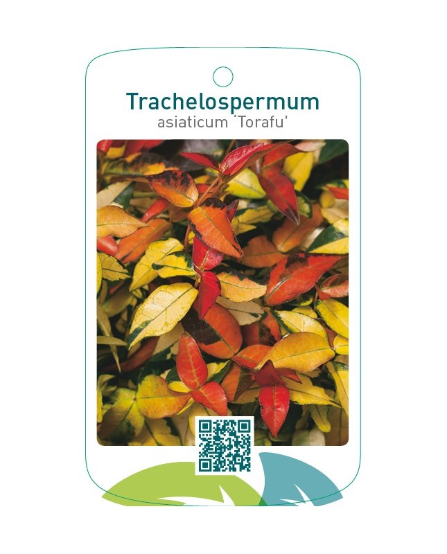 Trachelospermum asiaticum ‘Torafu’