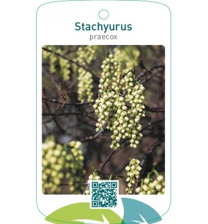Stachyurus praecox