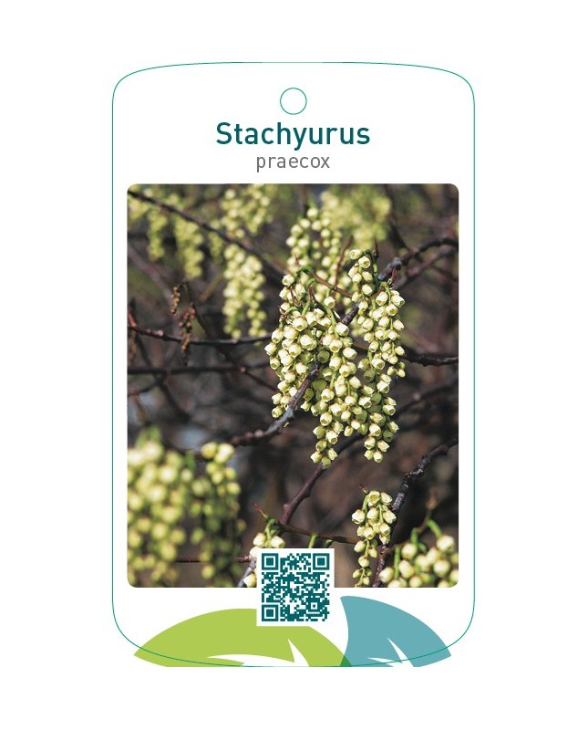 Stachyurus praecox