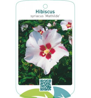 Hibiscus syriacus ‘Mathilde’