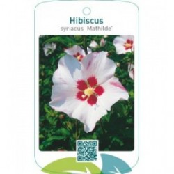Hibiscus syriacus ‘Mathilde’