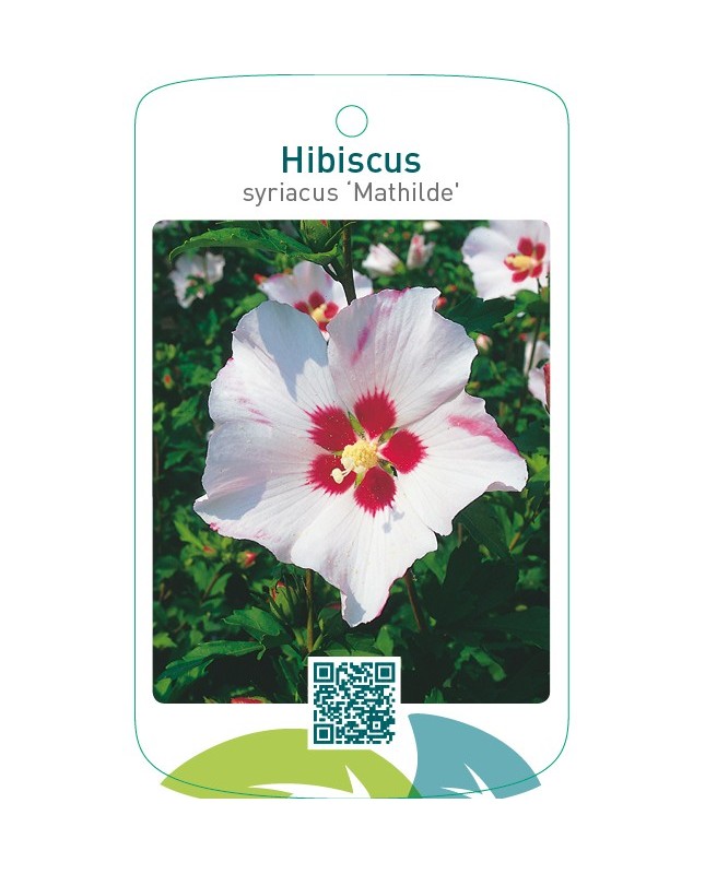 Hibiscus syriacus ‘Mathilde’