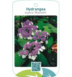 Hydrangea aspera ‘Mauvette’