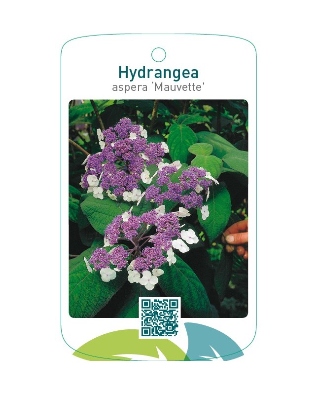 Hydrangea aspera ‘Mauvette’