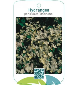 Hydrangea paniculata ‘Dharuma’
