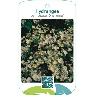 Hydrangea paniculata ‘Dharuma’