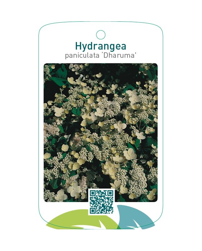 Hydrangea paniculata ‘Dharuma’