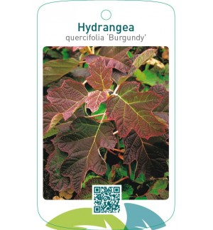 Hydrangea quercifolia ‘Burgundy’