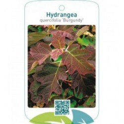 Hydrangea quercifolia ‘Burgundy’