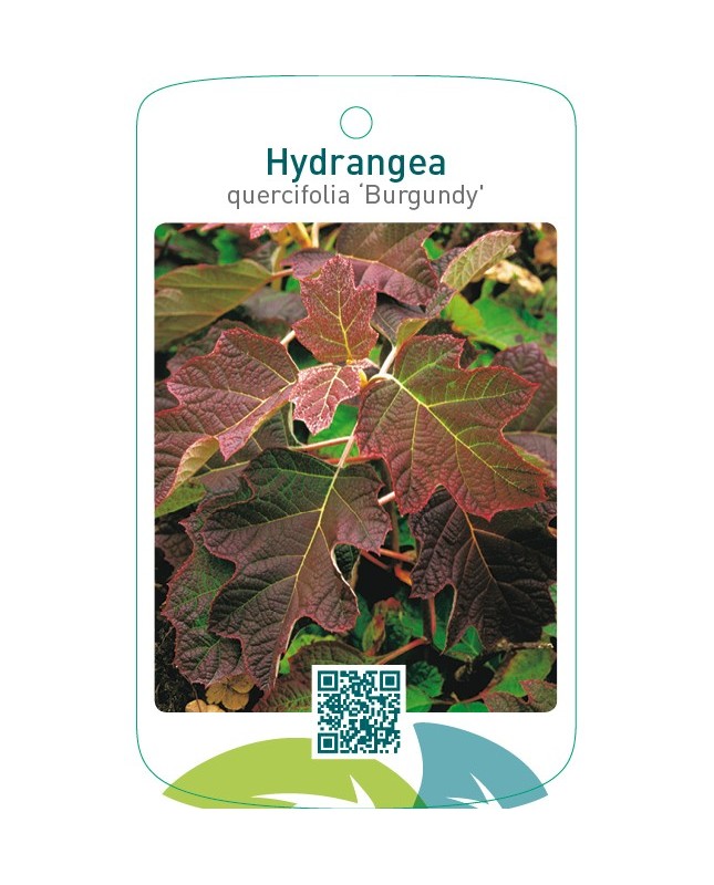 Hydrangea quercifolia ‘Burgundy’