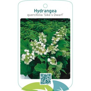 Hydrangea quercifolia ‘Sike`s Dwarf’
