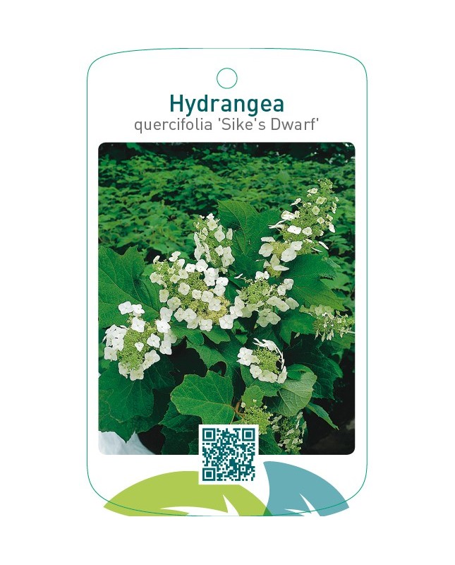 Hydrangea quercifolia ‘Sike`s Dwarf’