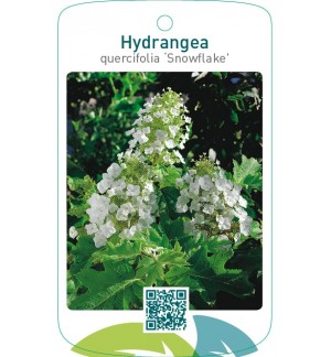 Hydrangea quercifolia ‘Snowflake’