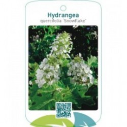 Hydrangea quercifolia ‘Snowflake’