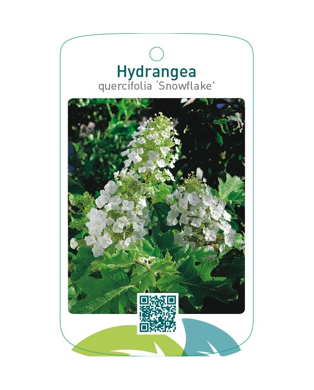 Hydrangea quercifolia ‘Snowflake’