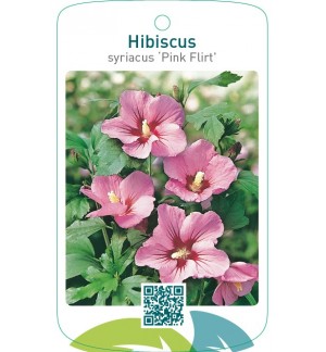 Hibiscus syriacus ‘Pink Flirt’
