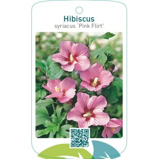 Hibiscus syriacus ‘Pink Flirt’