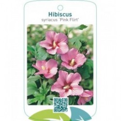 Hibiscus syriacus ‘Pink Flirt’