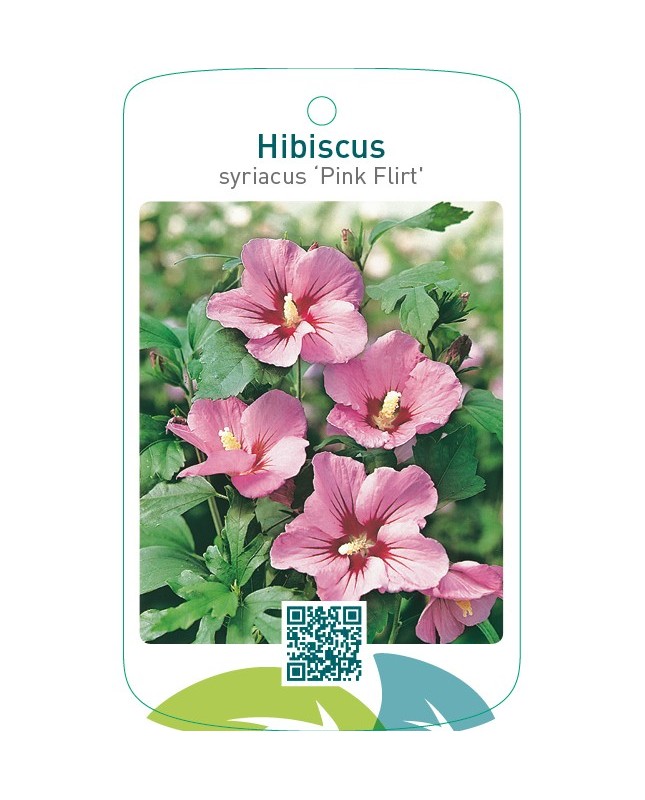 Hibiscus syriacus ‘Pink Flirt’