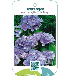 Hydrangea macrophylla ‘Bläuling’