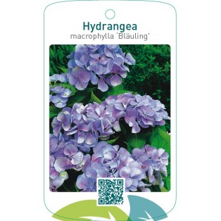 Hydrangea macrophylla ‘Bläuling’