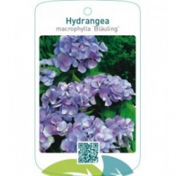 Hydrangea macrophylla ‘Bläuling’