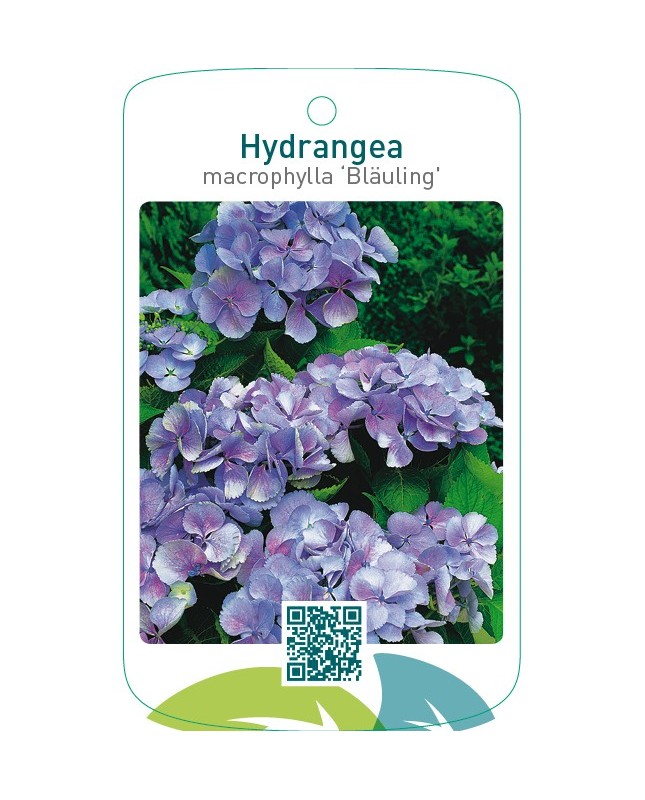 Hydrangea macrophylla ‘Bläuling’