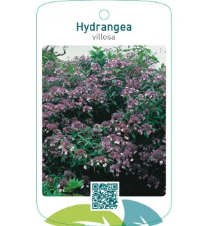 Hydrangea villosa