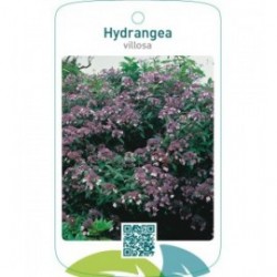Hydrangea villosa